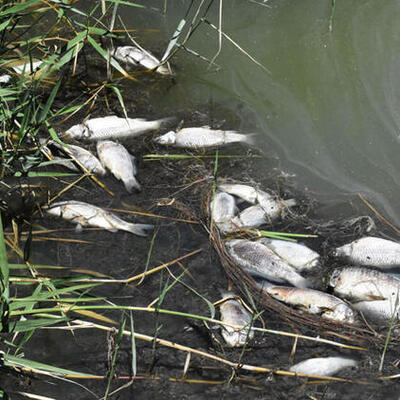 Ulaş Gölü'nde dikkat çeken balık ölümleri