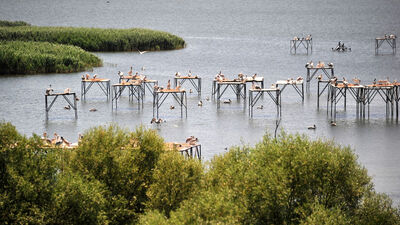 Manyas Kuş Cenneti'nde uçmayı öğreniyorlar