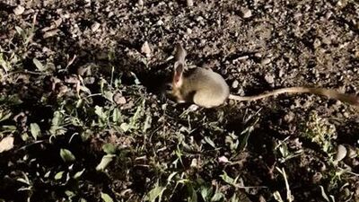 3 farklı hayvana benziyor... Sivas'ta görüldü!