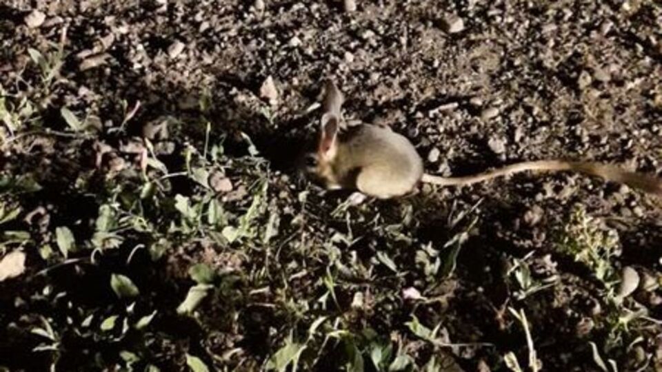 3 farklı hayvana benziyor... Sivas'ta görüldü!