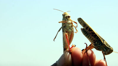 Yüksekova'da çekirge istilası! Tarım arazilerine daldılar