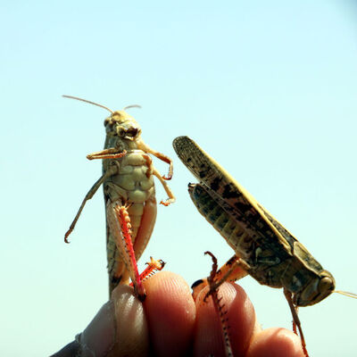 Yüksekova'da çekirge istilası! Tarım arazilerine daldılar