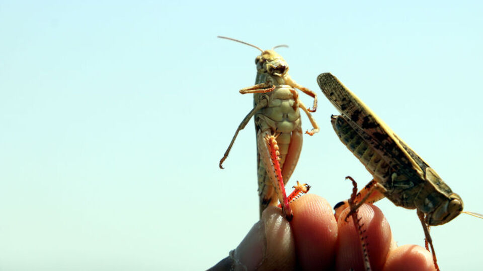Yüksekova'da çekirge istilası! Tarım arazilerine daldılar