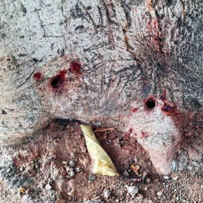 Yarım asırlık ağaç kurudu, sabotaj ortaya çıktı!