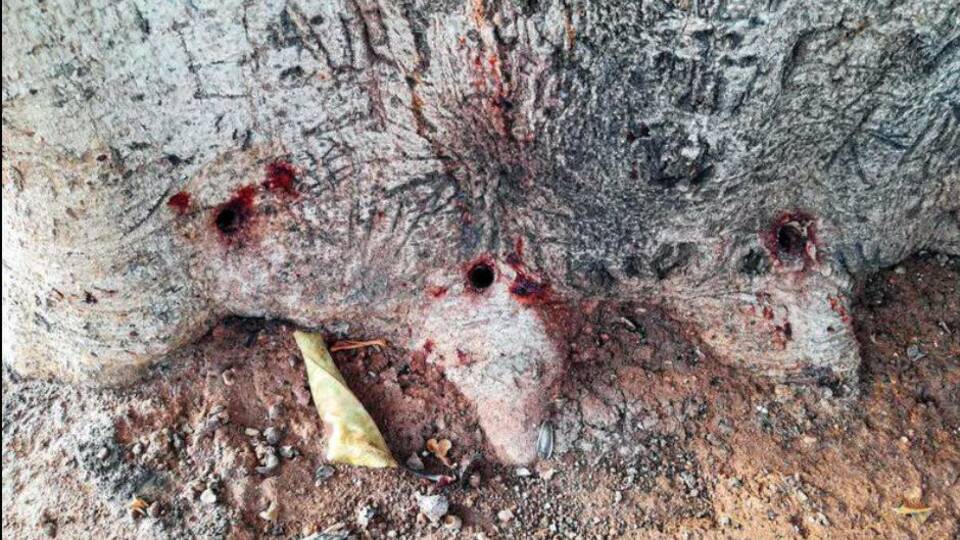 Yarım asırlık ağaç kurudu, sabotaj ortaya çıktı!