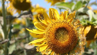 Trakya´da dronlu tırtıl mücadelesi