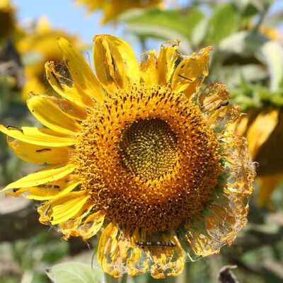 Trakya´da dronlu tırtıl mücadelesi