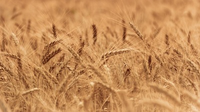 Tarımda üretici fiyatları yüzde 149 yükseldi