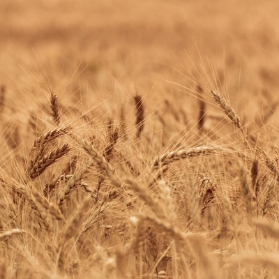 Tarımda üretici fiyatları yüzde 149 yükseldi