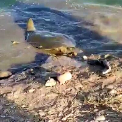 Balıkçıların misinalarına takıldı... Nesli tehlikede!