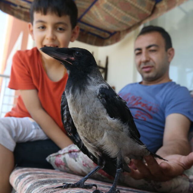 Kanadı kırık karga yavrusuna evinde bakıyor