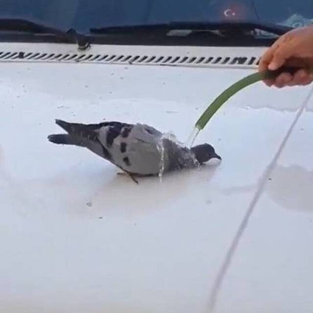 Sıcaktan bunalan güvercin hortumdan akan suyla serinledi