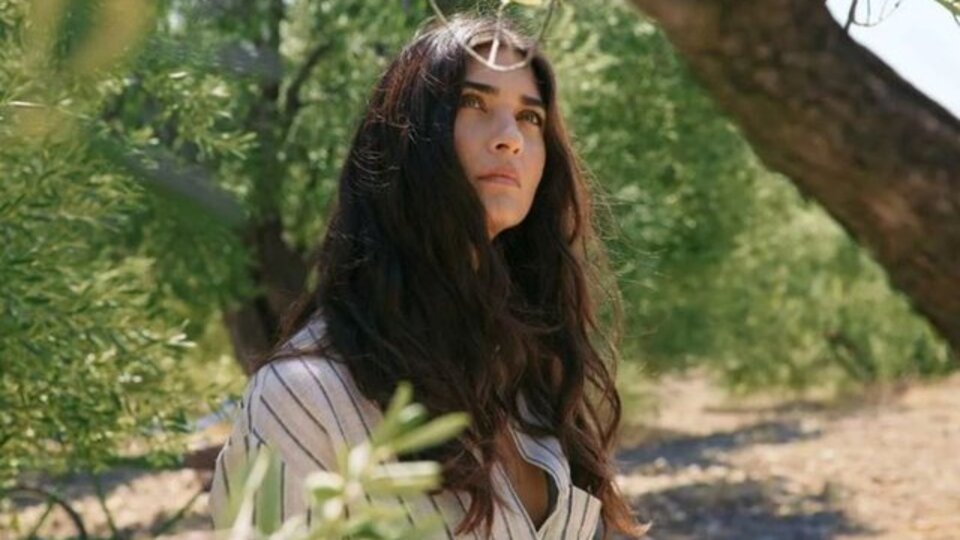 Zeytin Ağacı dizisinin konusu ve oyuncu kadrosu