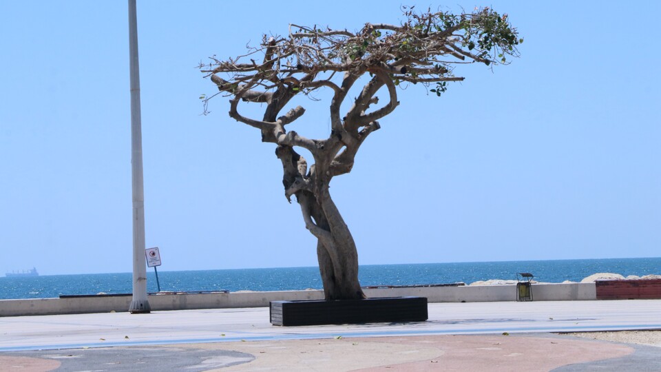 Simge ağaca 'asitli' sabotajda sıcak gelişme!