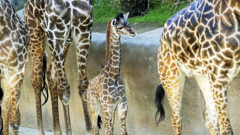 Nesli tükenme riski olan zürafa ikiz doğurdu