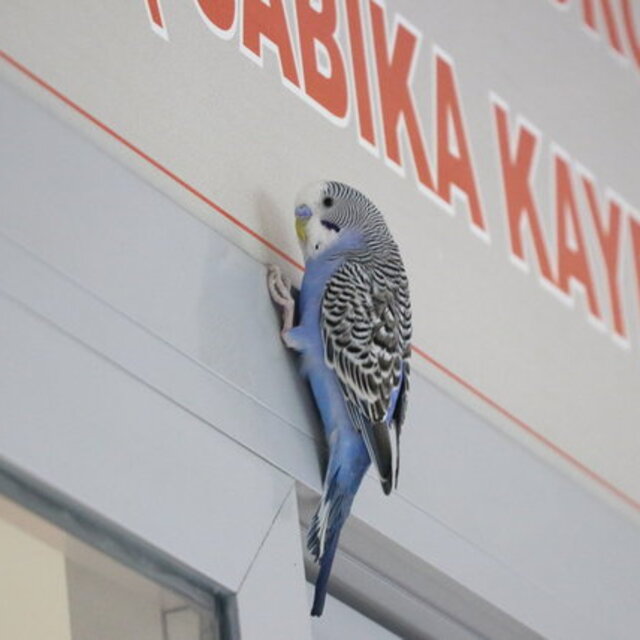 Boncuk, Siirt Adliyesi'nin neşe kaynağı oldu