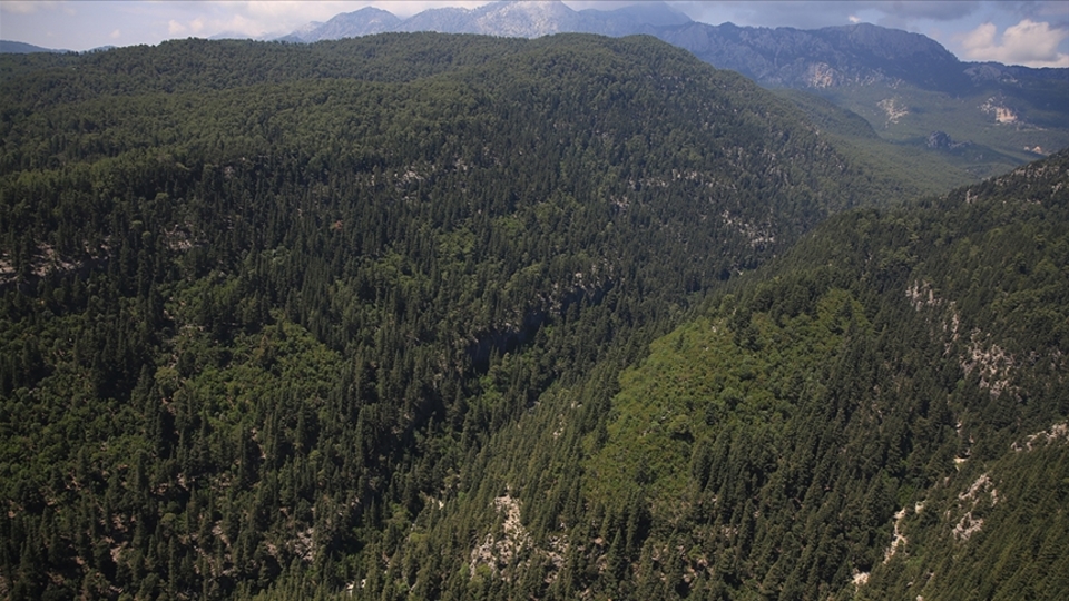 Bilecik'te ormanlık alanlara giriş yasağı