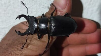 Elazığ'da görüntülendi... Kırmızı listede yer alıyor