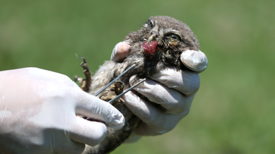 Yaralı baykuş yavruları, uzman ellerde sağlıklarına kavuşuyor