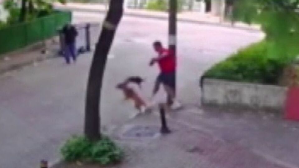 O anlar kamerada! Kediden feci saldırı!