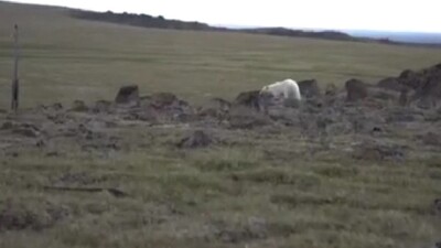 Ağzı teneke kutuya sıkışan kutup ayısı böyle kurtarıldı