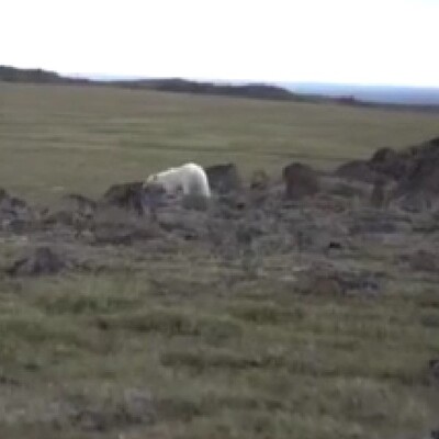 Ağzı teneke kutuya sıkışan kutup ayısı böyle kurtarıldı