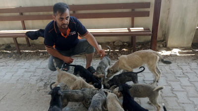 Hatay'da köpek katliamı! Vahşice öldürüldüler