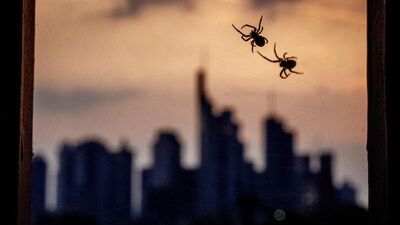 ABD'li bilim insanları açıkladı: Zombi örümcekler geliyor