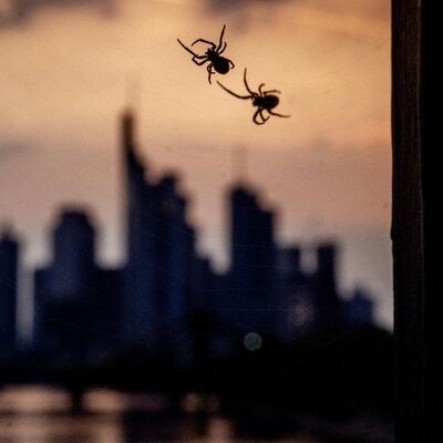 ABD'li bilim insanları açıkladı: Zombi örümcekler geliyor