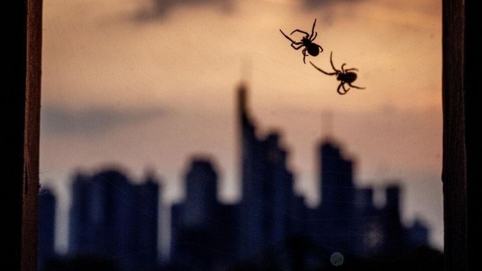 ABD'li bilim insanları açıkladı: Zombi örümcekler geliyor