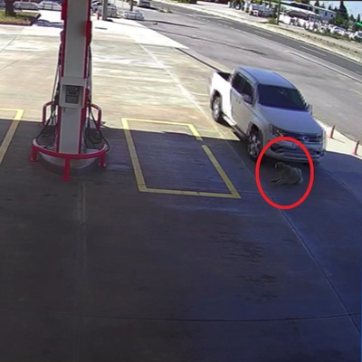 Canilik! Köpeği gördü, yolunu değiştirip ezdi