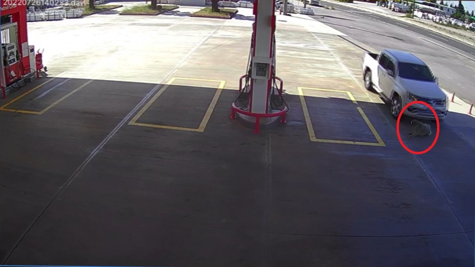 Canilik! Köpeği gördü, yolunu değiştirip ezdi