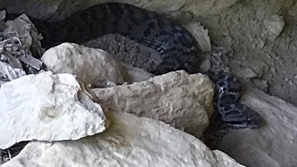 Tunceli'de zehirli 'Wagner' görüntülendi!