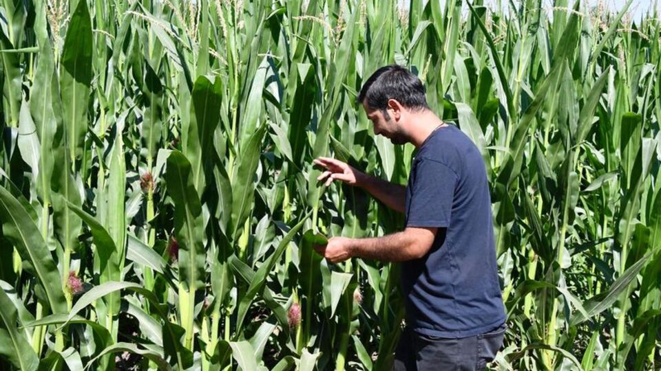 Ayçiçeğinden sonra mısır da 'çayır tırtılı' tehdidi altında