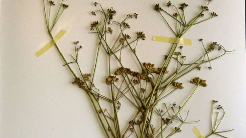 Van'daki keşfedildi... Bilim dünyasına kazandırıldı