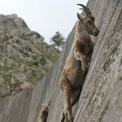 Yer çekimine meydan okuyor!