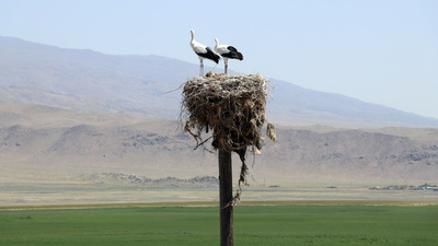 Göç etmeyen leyleklere özenle bakıyorlar