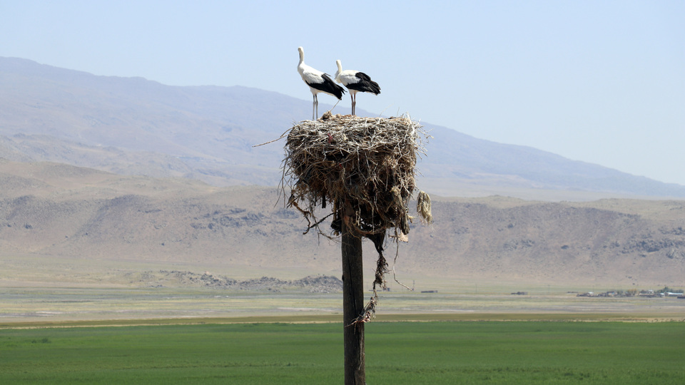 Göç etmeyen leyleklere özenle bakıyorlar