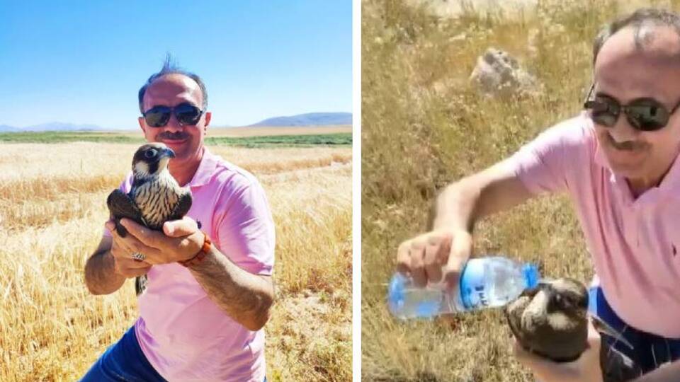 Yol kenarında bulunan yaralı doğana yardım eli