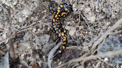 Bahçesinde buldu, telefona sarıldı! Nesli tehlikede