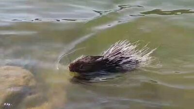 Etinin ilaç olduğu iddia ediliyor ama... Sakın zarar vermeyin!