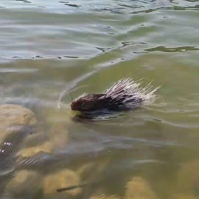 Etinin ilaç olduğu iddia ediliyor ama... Sakın zarar vermeyin!