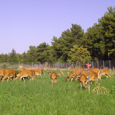 Dünyada tek doğal popülasyonu Düzlerçamı'nda!