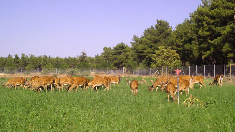 Dünyada tek doğal popülasyonu Düzlerçamı'nda!
