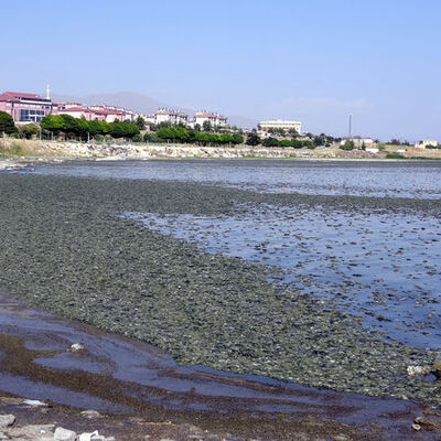 Van Gölü'nde ne oluyor?