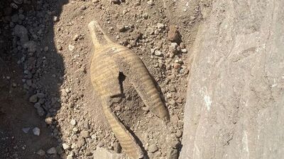 Bölgede ilk kez bulunmuştu... Müzeye teslim edildi