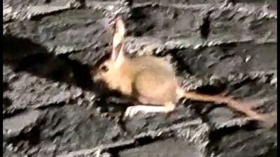 Nemrut'ta görüntülendi... Koruma listesinde!