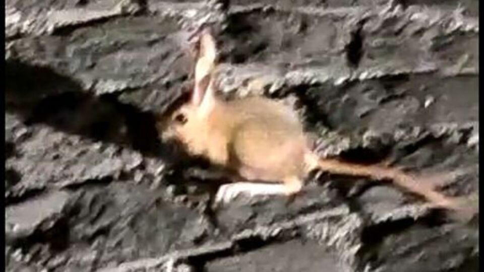 Nemrut'ta görüntülendi... Koruma listesinde!