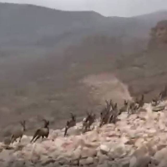 Sürü halinde görüntülendiler! Kırmızı listede...