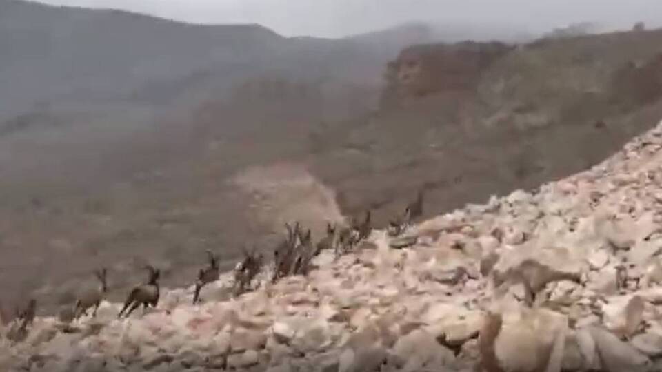Sürü halinde görüntülendiler! Kırmızı listede...